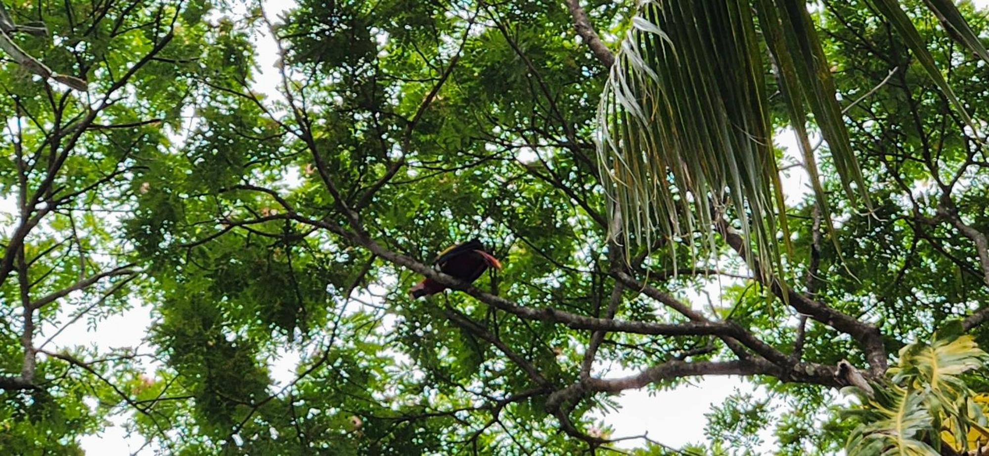 Macaw Paradise Jacó Esterno foto