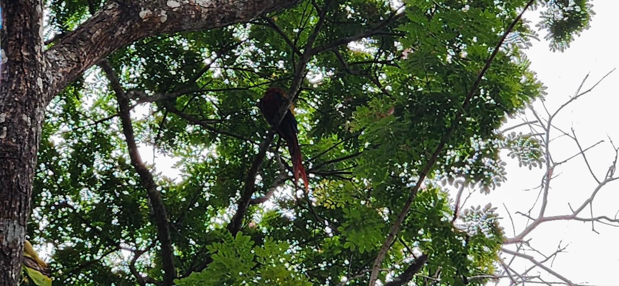Macaw Paradise Jacó Esterno foto