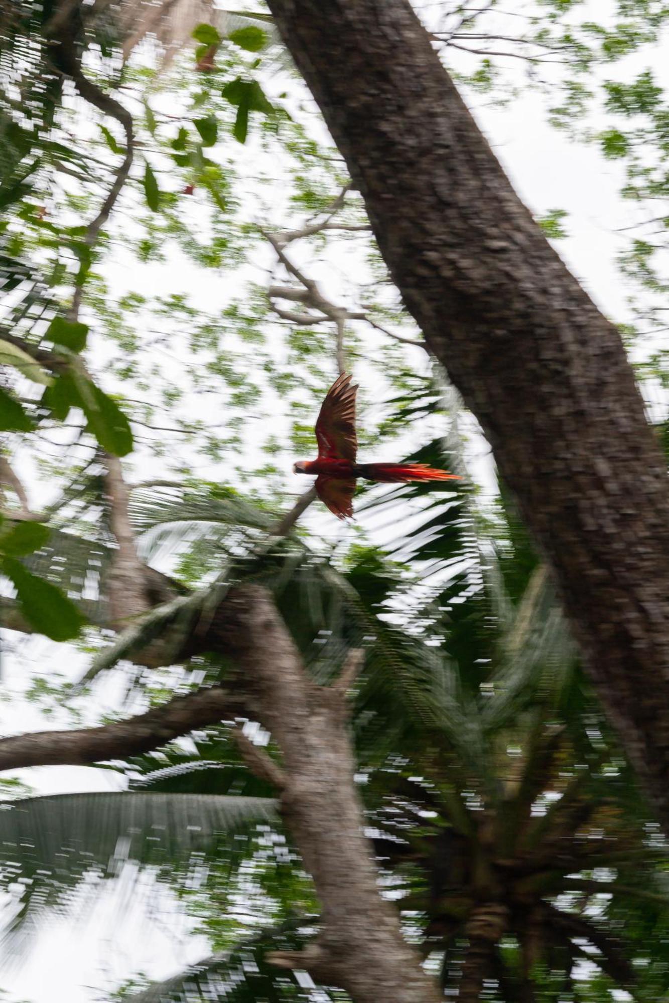 Macaw Paradise Jacó Esterno foto
