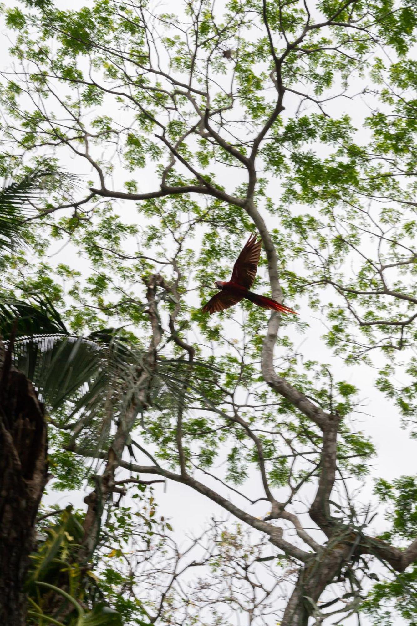 Macaw Paradise Jacó Esterno foto